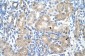 UROD antibody - N-terminal region
